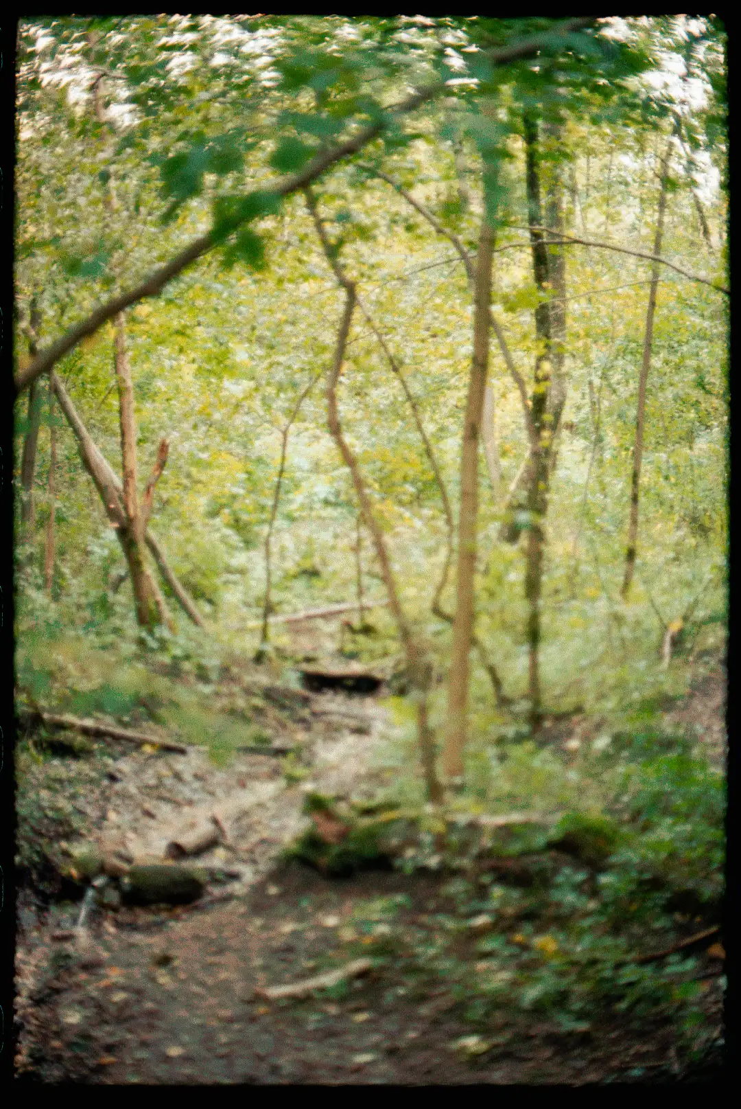 Old film style photo of a dense forest. Created and photographed by Hiroku