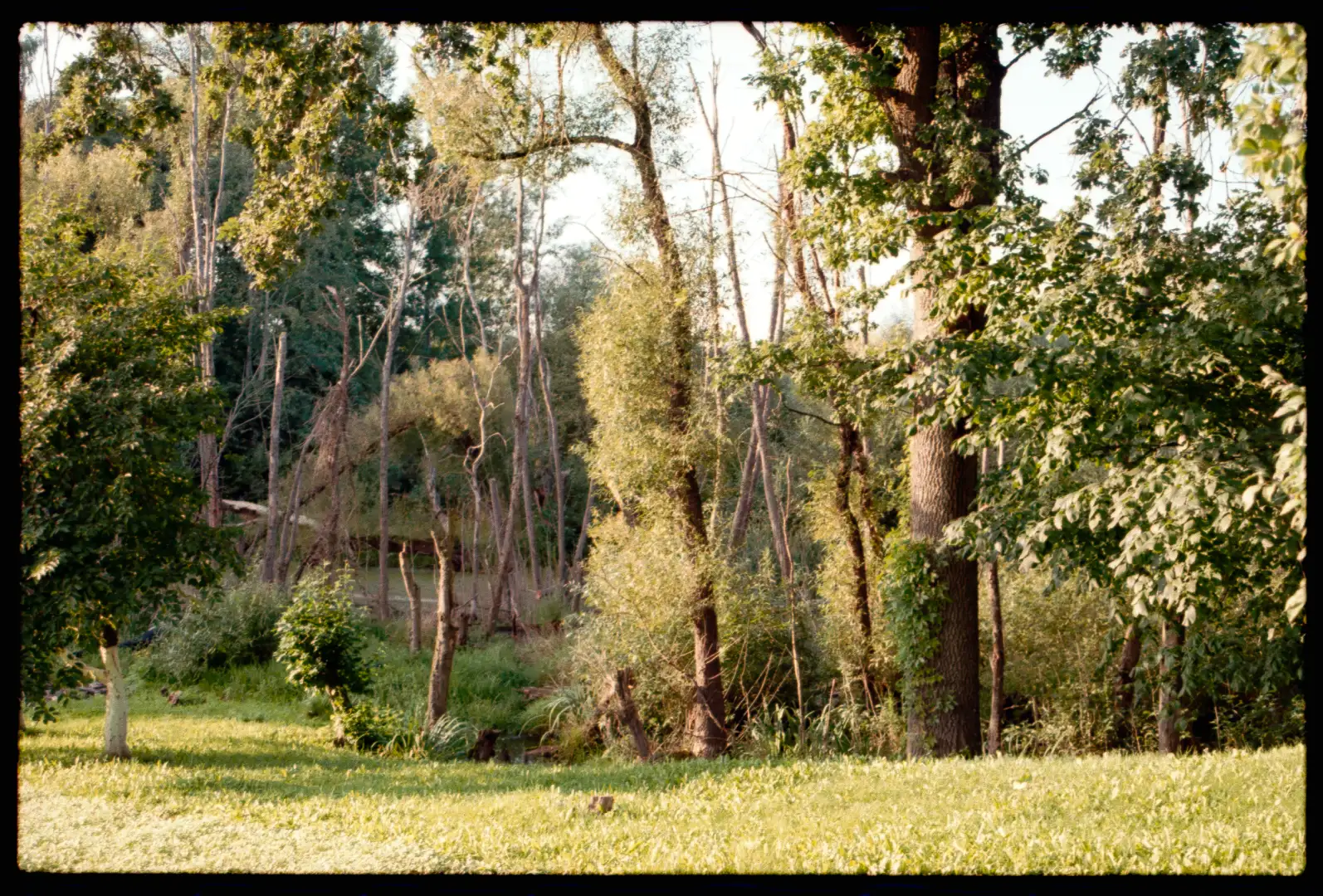 An old style picture of the forest. Created and photographed by Hiroku