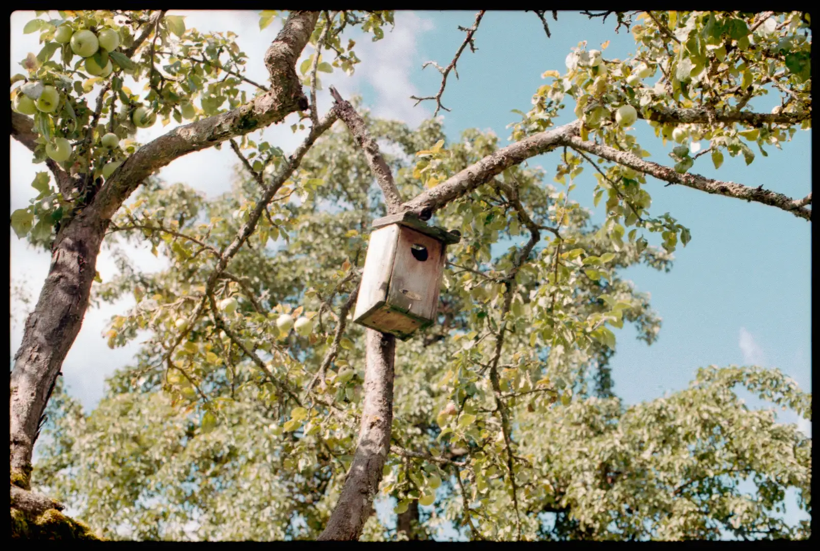 A picture of a bird house up in a tree. Created and photographed by Hiroku