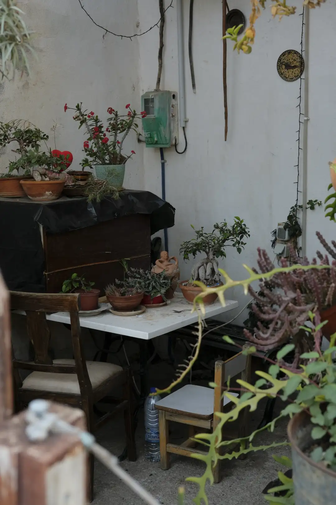 A plant workshop with a bunch of small plants and various sculptures. Created and photographed by Hiroku