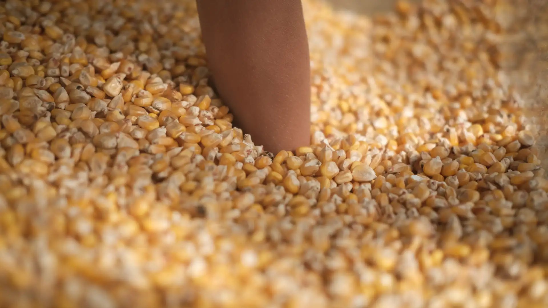 A picture of a hand stuck in a big container of corn. Created and photographed by Hiroku