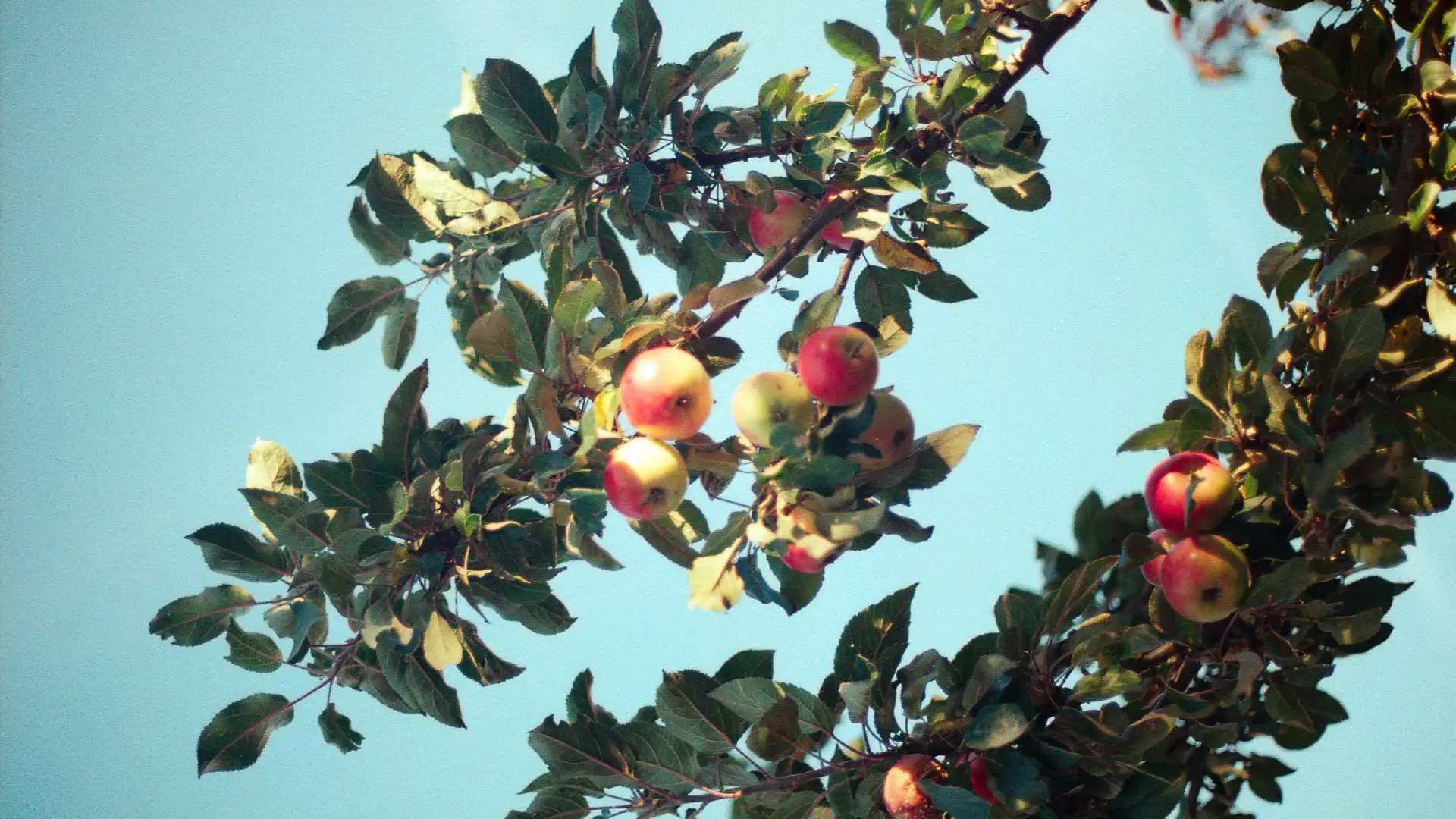 Apple tree depicted in the background of a beautiful blue sky. Created and photographed by Hiroku