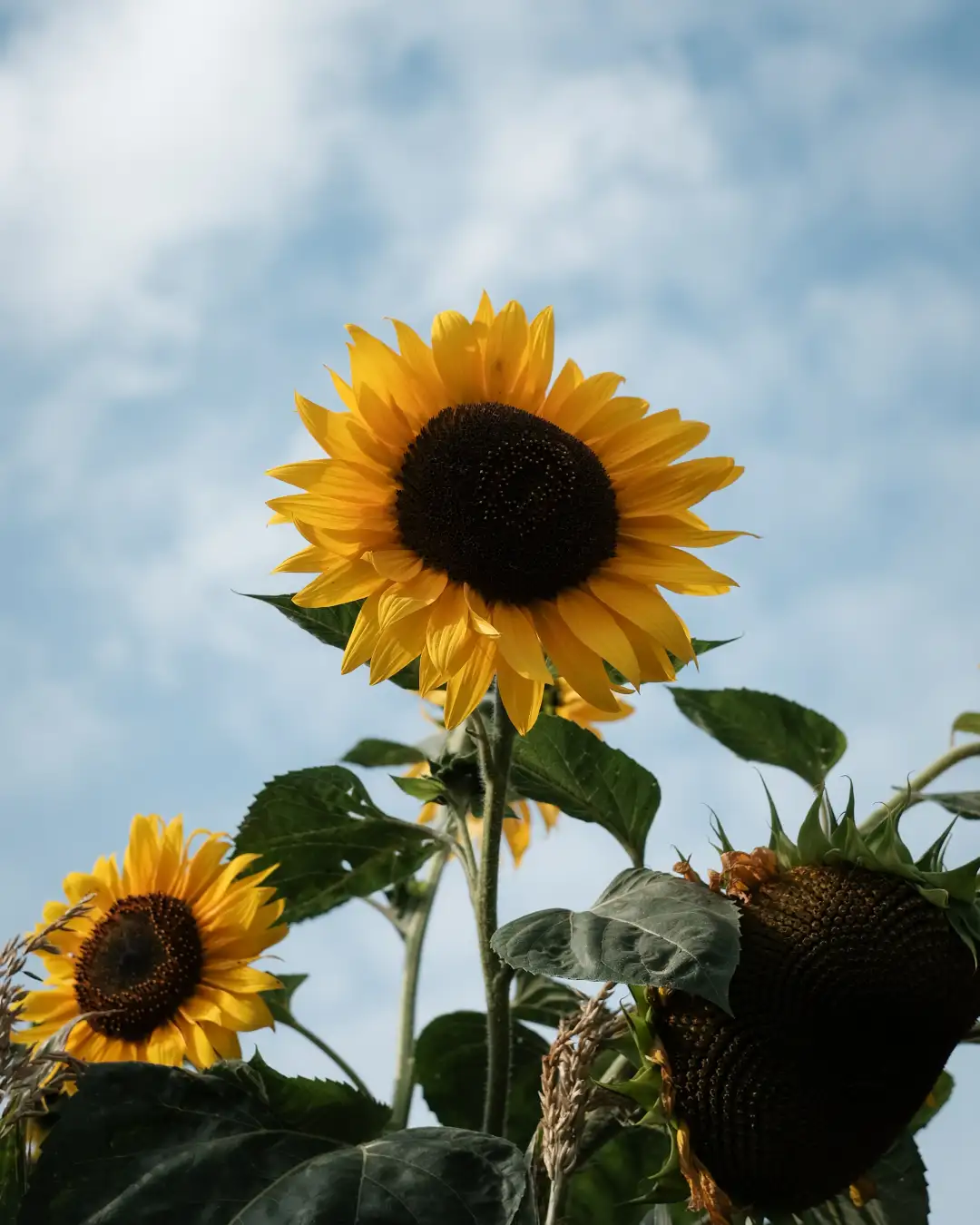 A sunflower flowing in the wind in front of a blue sky background. Created and photographed by Hiroku