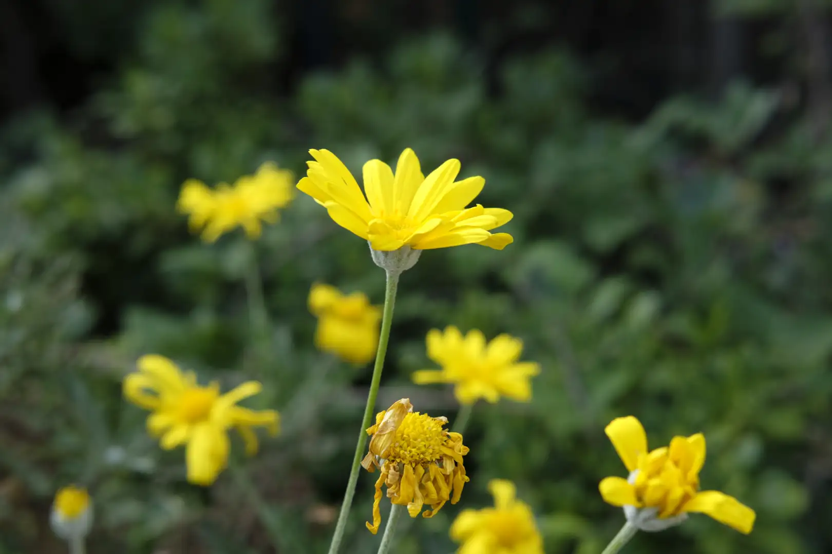 A beautiful yellow flower. Created and photographed by Hiroku