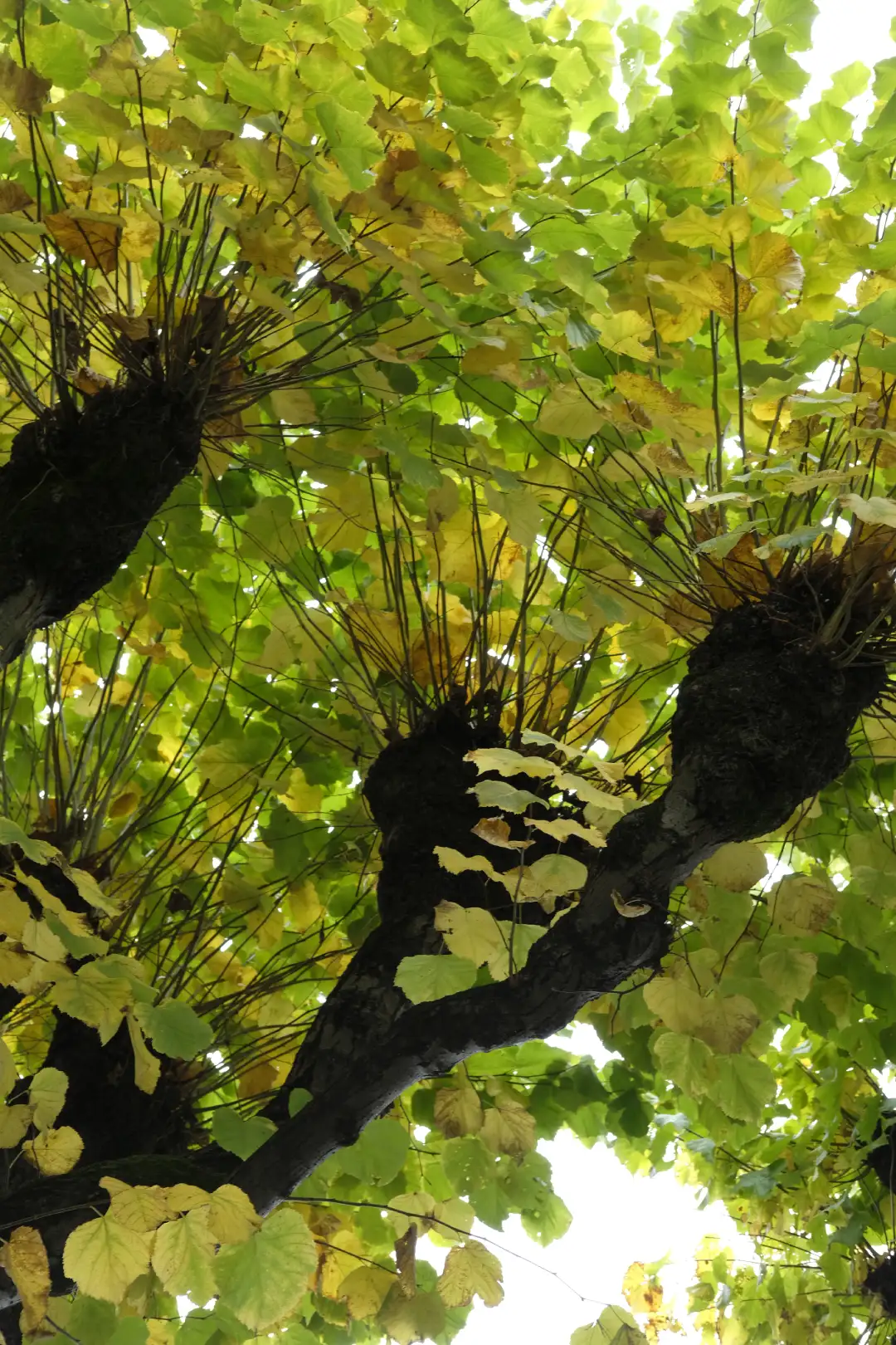 Autumn leaves with sun shinning through them. Created and photographed by Hiroku