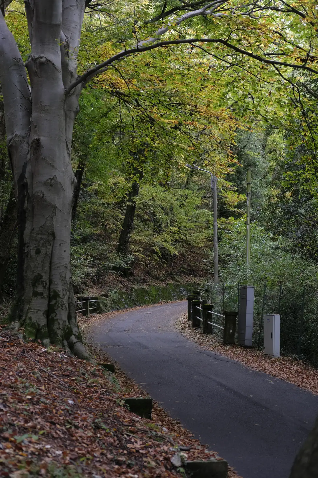 An old autumn road that's covered with leaves. Created and photographed by Hiroku