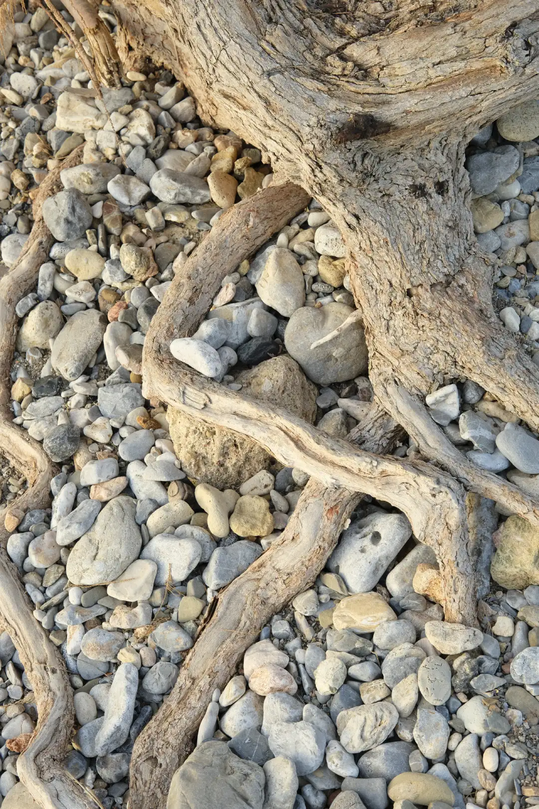 An interesting beach tree with squiggly roots. Created and photographed by Hiroku