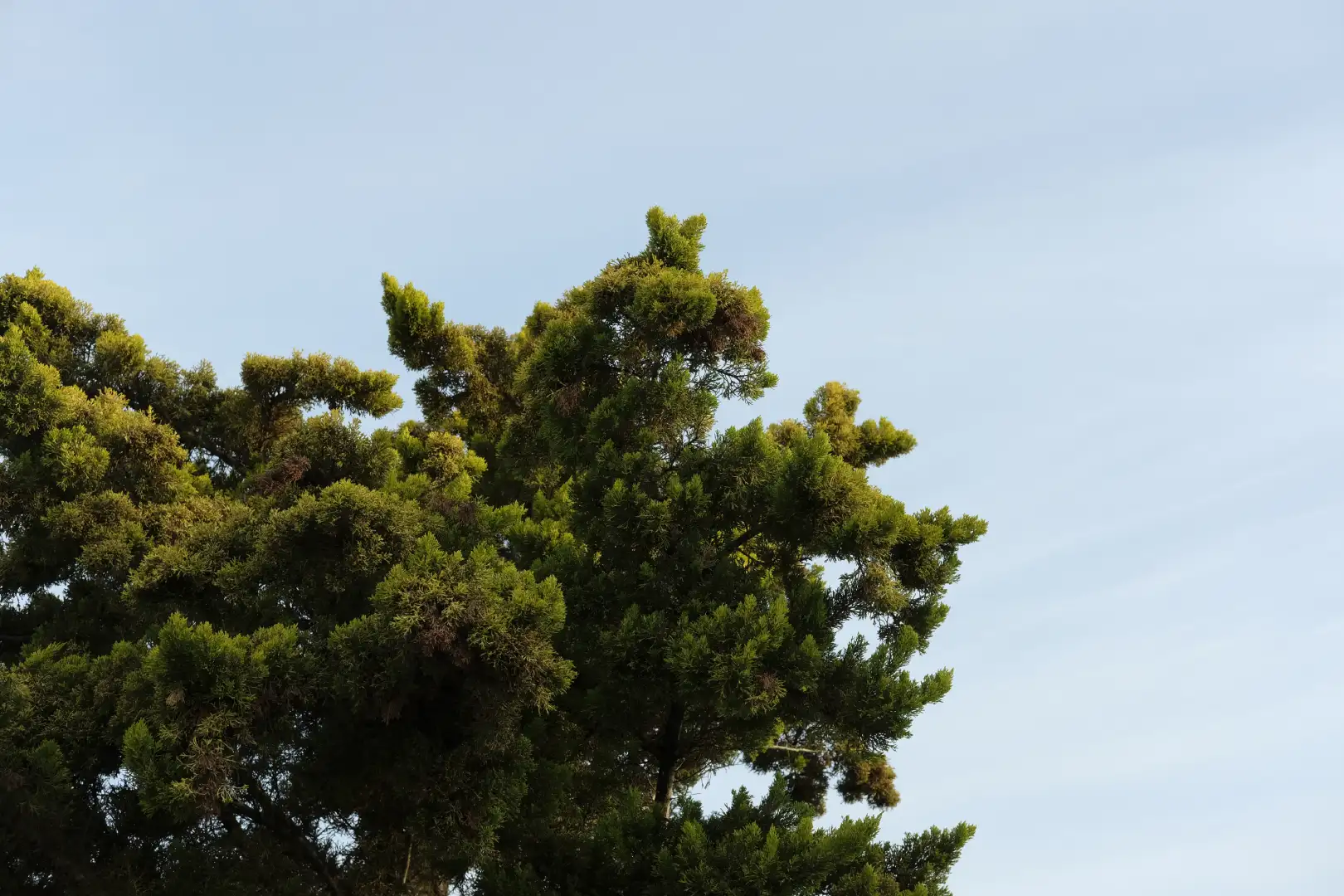 A green pine tree in the background of a contrasting blue sky. Created and photographed by Hiroku