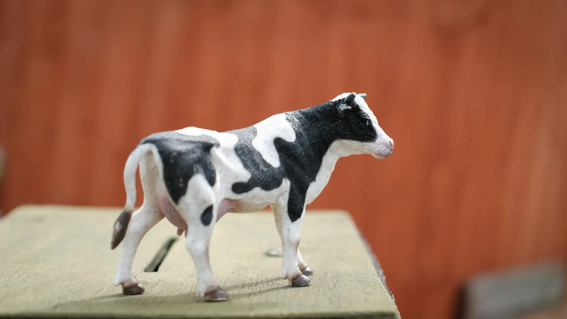 Photo of a realistic cow doll. Created and photographed by Hiroku