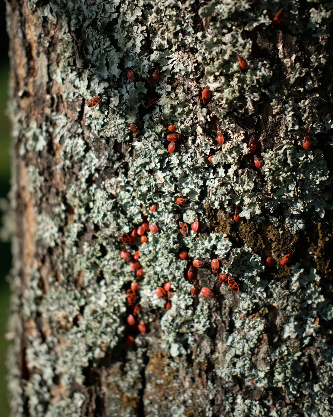 A bunch of red bugs climbing an old tree. Created and photographed by Hiroku
