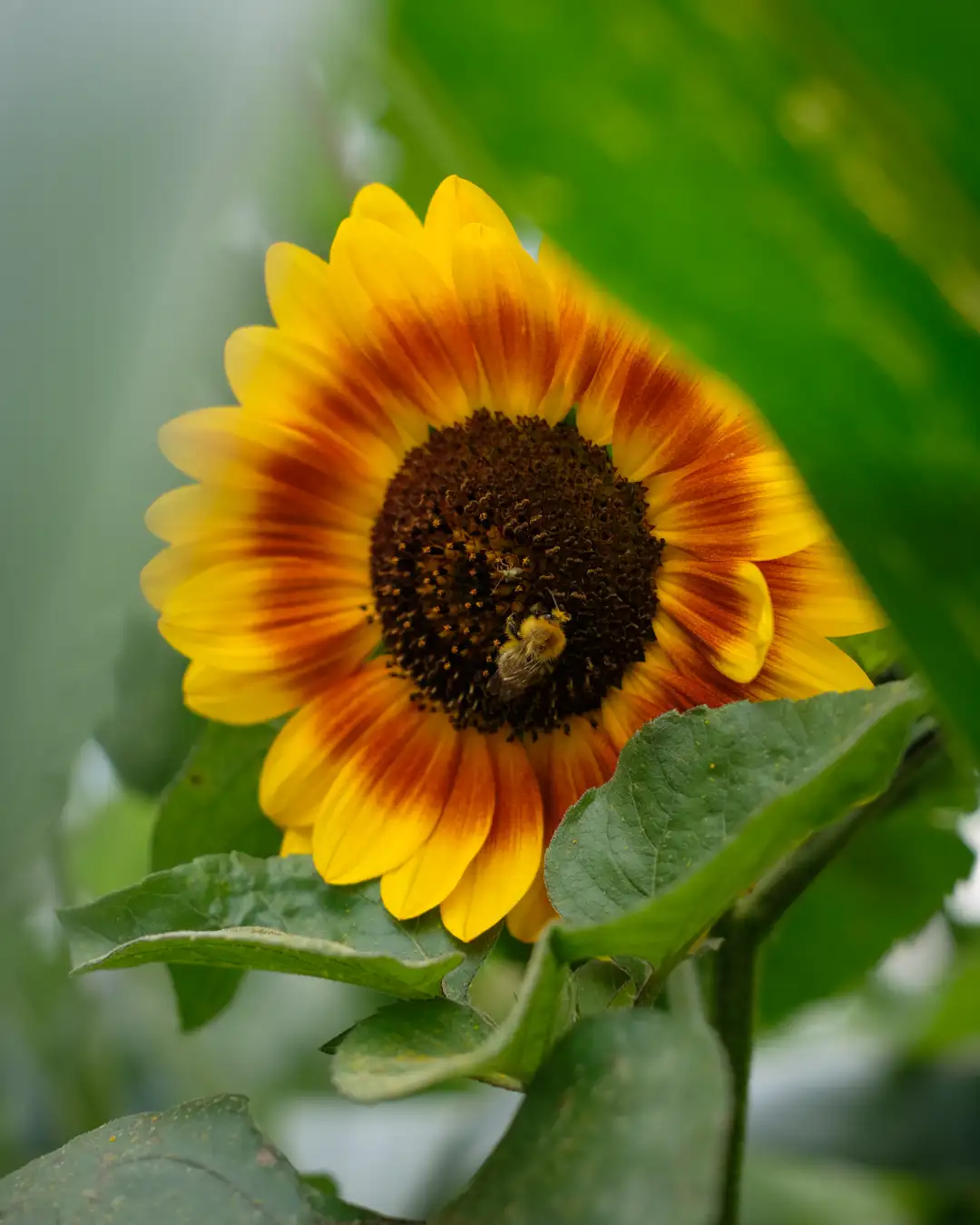 A small little bumblebee sitting in the middle of a vibrant big sunflower. Created and photographed by Hiroku