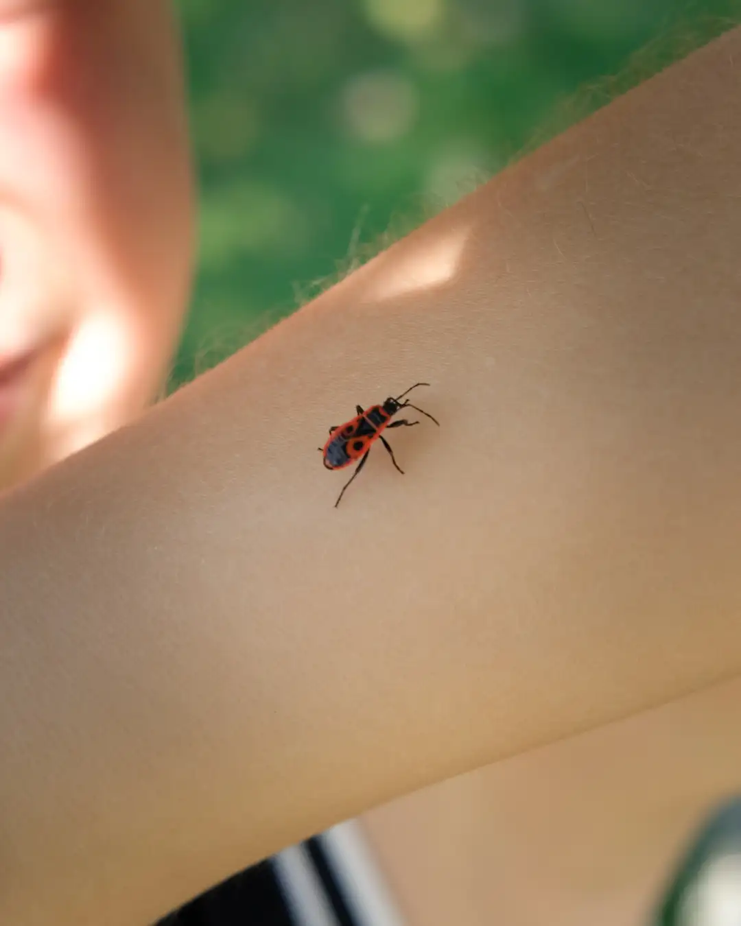 A red bug crawling on a little kid's forearm. Created and photographed by Hiroku