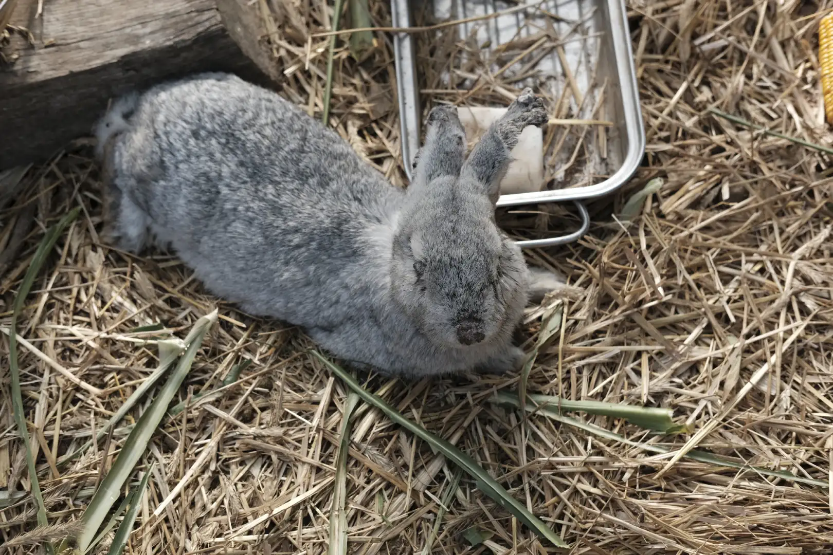 A gray bunny resting in a bed of hay. Created and photographed by Hiroku