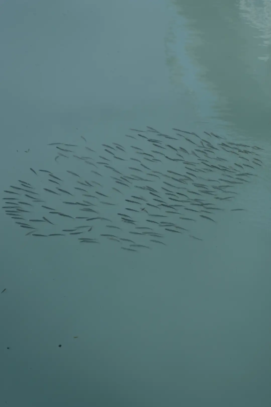 A school of fish swimming in a beautiful blue lake. Created and photographed by Hiroku