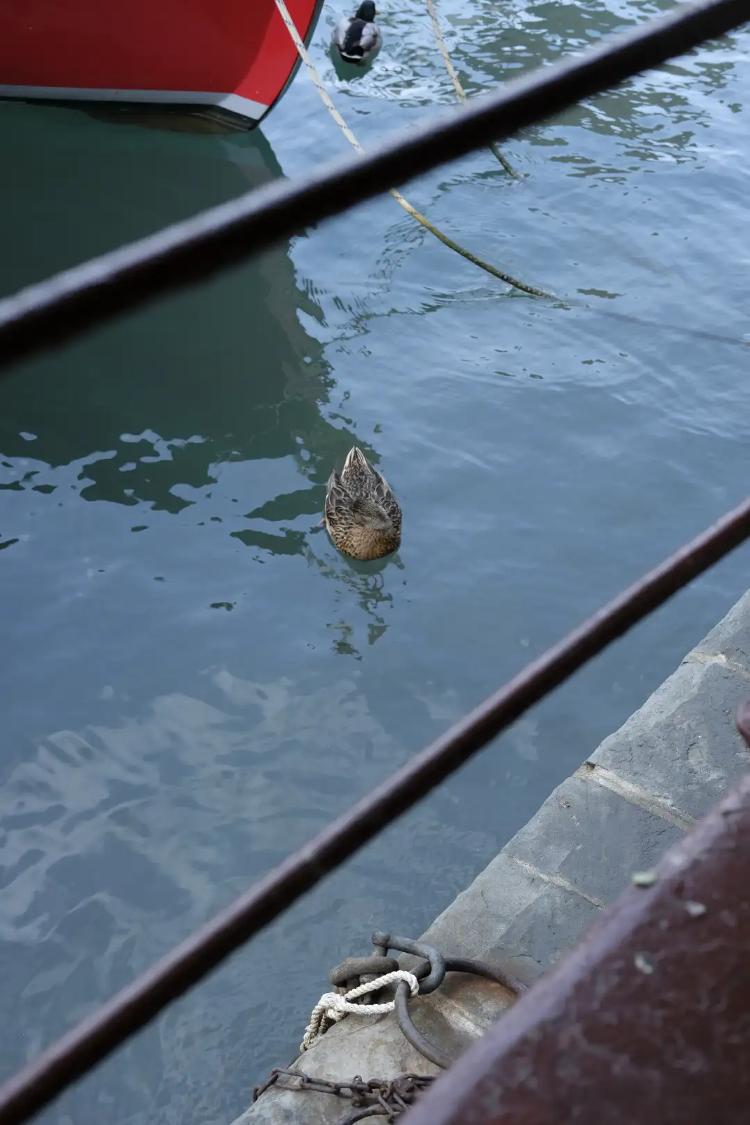 A little female duck swimming in a port surrounded by boats. Created and photographed by Hiroku