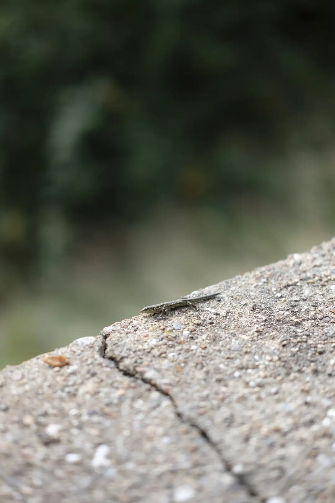 A lizard that is sun bathing on a rock. Created and photographed by Hiroku