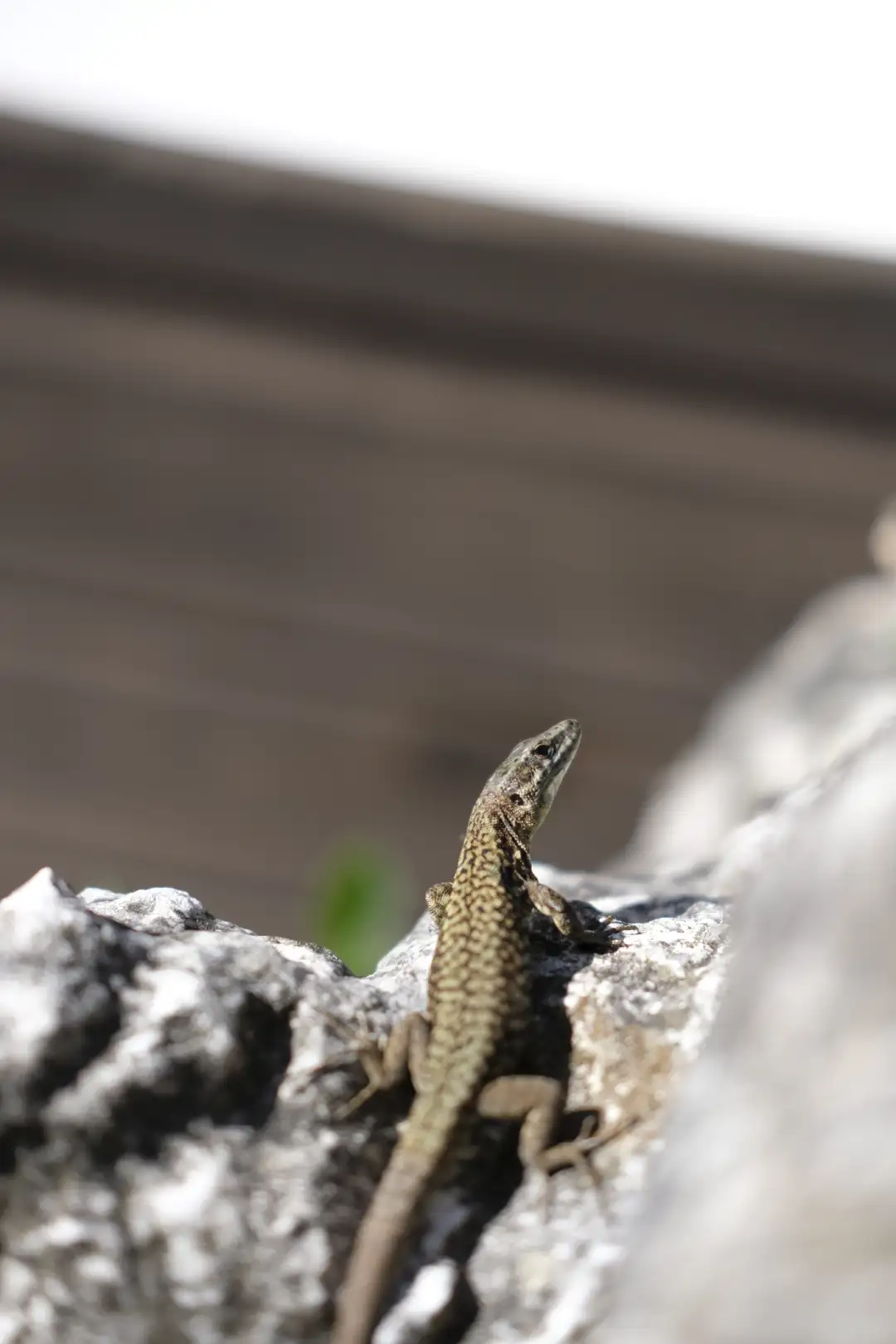 A closeup of a lizard looking off in the distance. Created and photographed by Hiroku